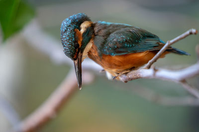 A kingfisher waiting for his prey