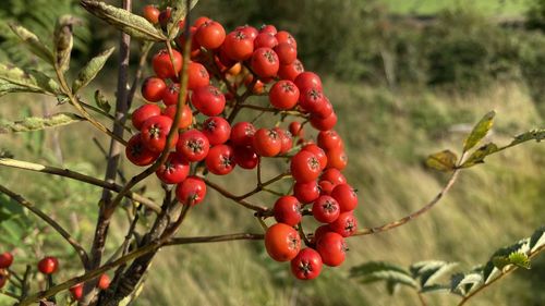 Close-up of red berries growing on tree