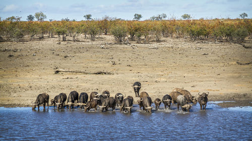 View of elephant in water