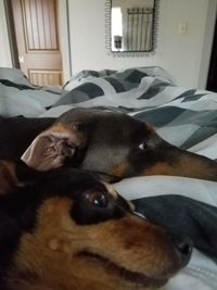 Close-up of dog relaxing on bed at home