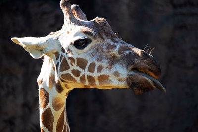 Close-up of giraffe