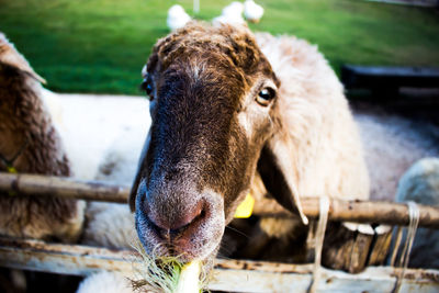 Close-up portrait of cow