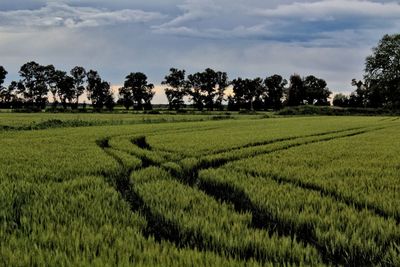 Scenic view of agricultural field against sky