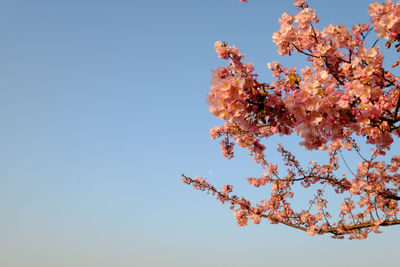 Low angle view of flowers blooming on tree