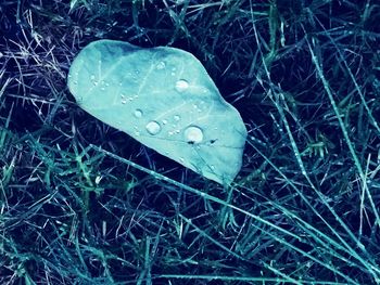 Close-up of water drops on grass