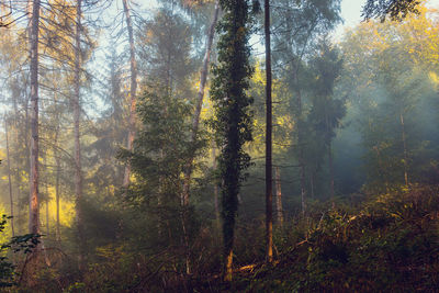 Trees in forest