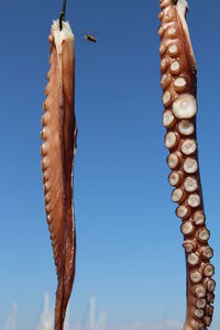 Low angle view of bell hanging against blue sky