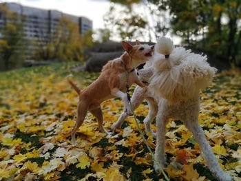 Close-up of dogs on autumn leaves