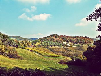 Scenic view of agricultural field against sky