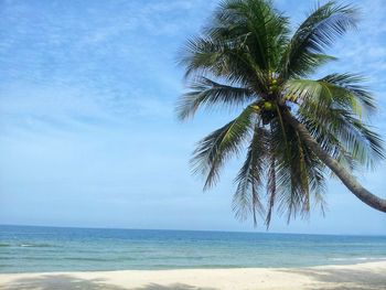 Palm tree by sea against sky