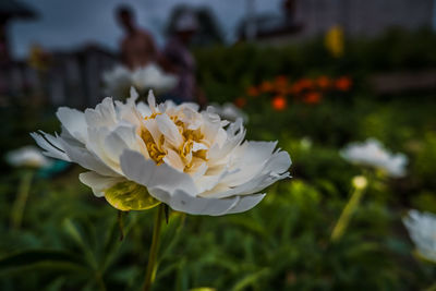 Close-up of white flowering plant