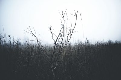 Scenic view of grassy field