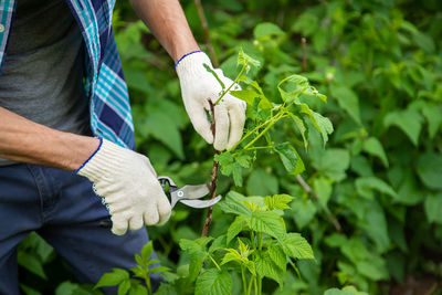 Midsection of man holding plant