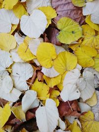 Full frame shot of yellow leaves