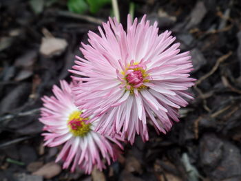 Close-up of pink flower