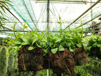 Plants growing in greenhouse