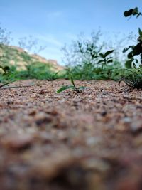 Close-up of insect on plant against sky