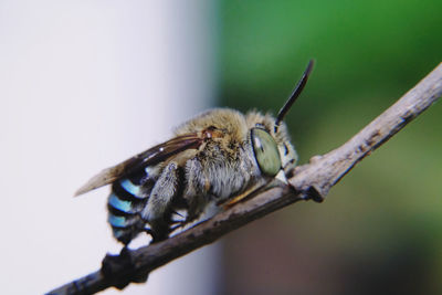 Close-up of butterfly on twig