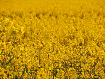 Scenic view of oilseed rape field