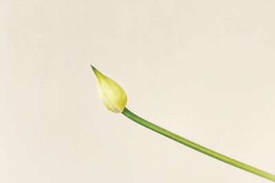Close-up of plant against white background