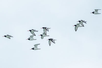 Low angle view of birds flying in the sky