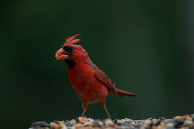 Close-up of cardinal