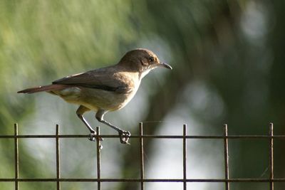 Bird perching on railing