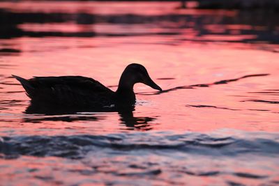 Black swan swimming in lake