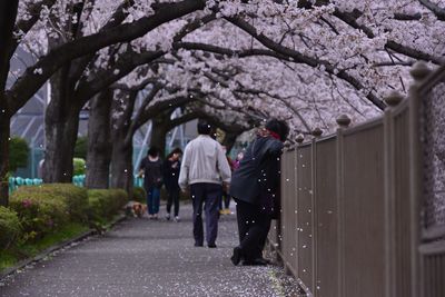 Rear view of people walking on pathway along cherry blossoms