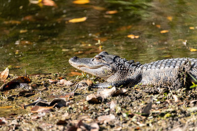 Baby american alligator alligator mississippiensis in a pond in naples, florida