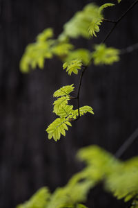 Close-up of green leaves