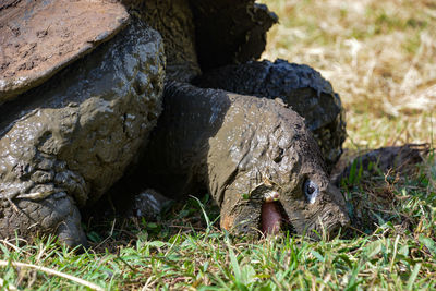 Close-up of animal on field