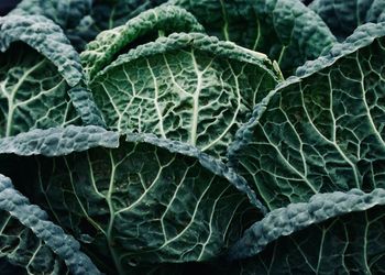 Full frame shot of green leaves