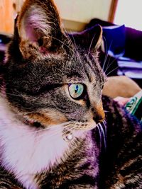 Close-up portrait of cat at home