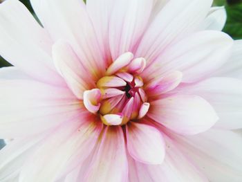 Close-up of pink flower