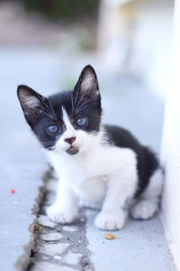 Portrait of kitten on footpath