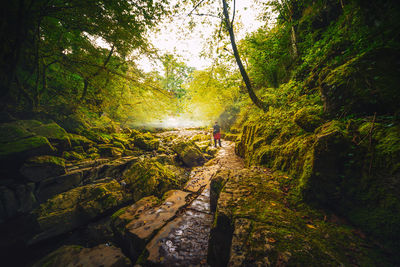 Footpath amidst trees in forest