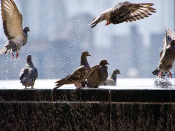 Flock of birds in water