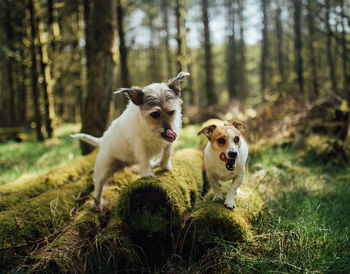 Portrait of dog on field