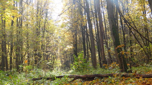 View of trees in the forest