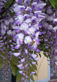 Close-up of purple flowers