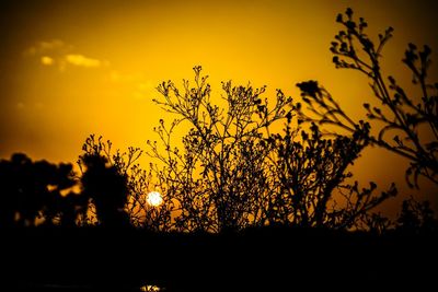 Silhouette of plants at sunset