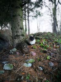 View of bird on tree trunk