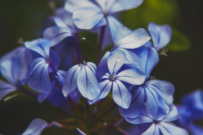 Close-up of blue flowering plant