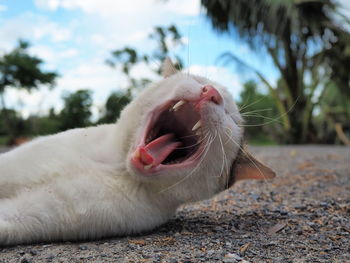 Close-up of an animal yawning