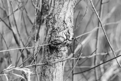 Close-up of lizard on tree