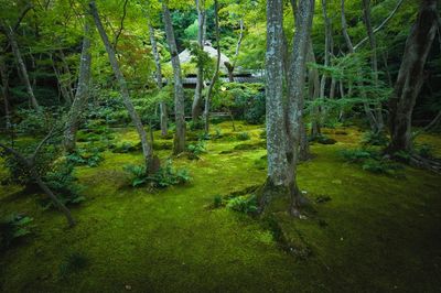 Trees in forest