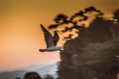 Seagull flying in sky