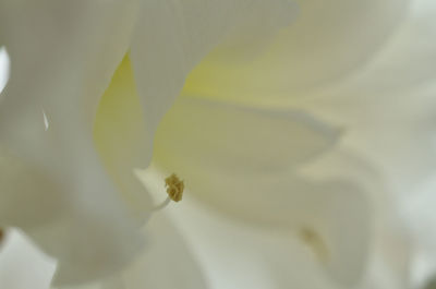 Close-up of bee on white flower