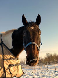 Close-up of horse standing on field against clear sky